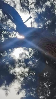 tree branches, sky sunlight, nature summer. High quality photo