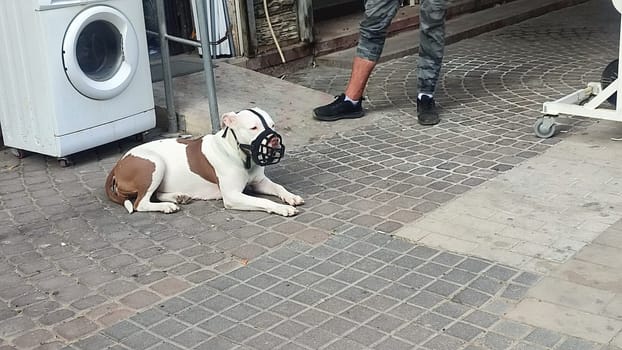 white bull terrier dog lies in a muzzle. High quality photo
