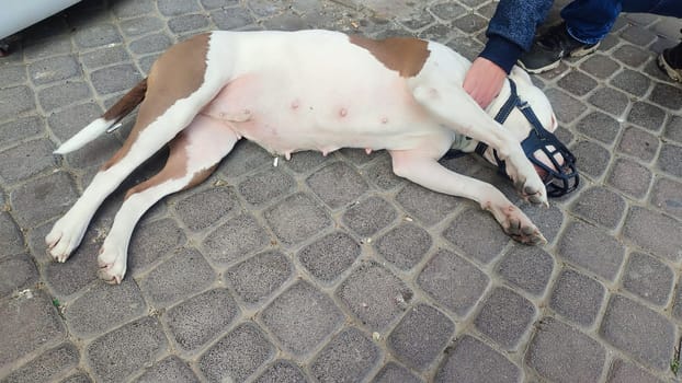 white bull terrier dog lies in a muzzle. High quality photo