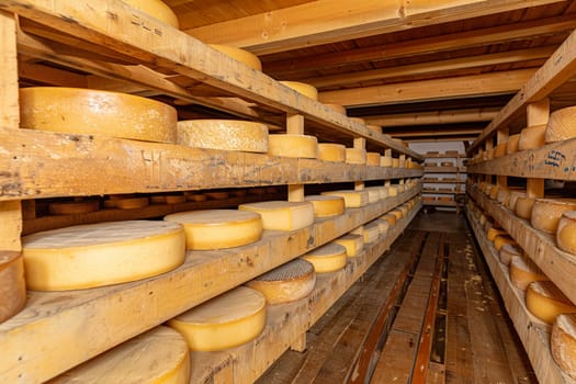 Rows of aged artisan cheese wheels stored on wooden shelves inside rustic cheese factory storehouse.