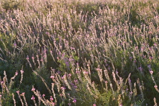 Fragment of field with blooming heather at sunset