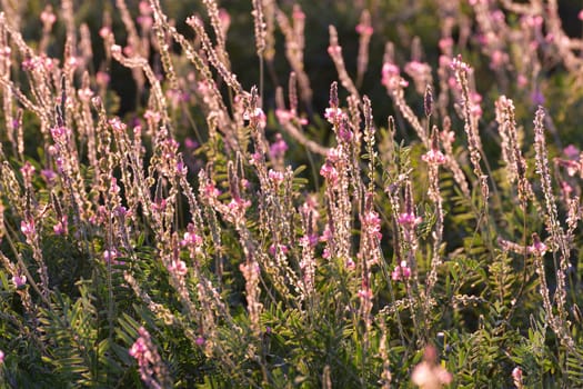 Fragment of field with blooming heather at sunset