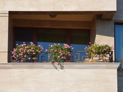 pink geraniums in flowerpots bloom on a sunny balcony.