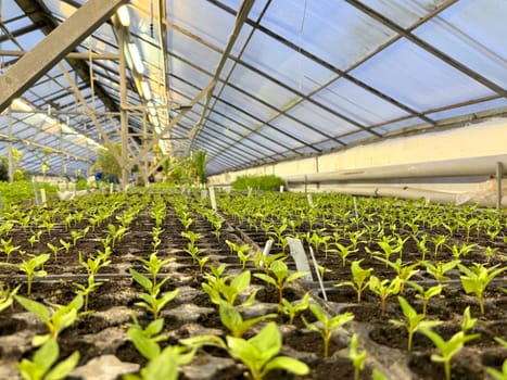 greenhouse interior with rows of young plant seedlings.