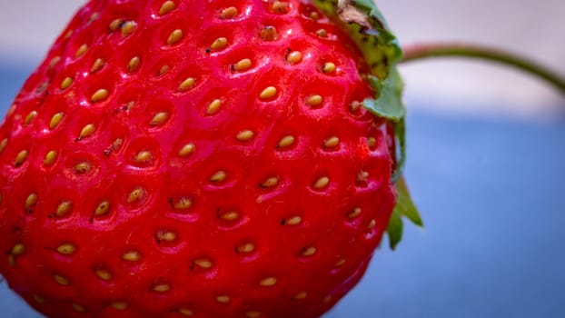 Close up of fresh strawberry showing seeds achenes. Details of a fresh ripe red strawberry.