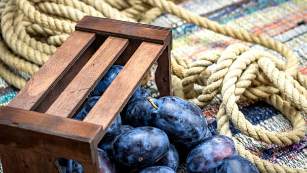 Ripe blue plums in a wooden crate in a rustic composition.