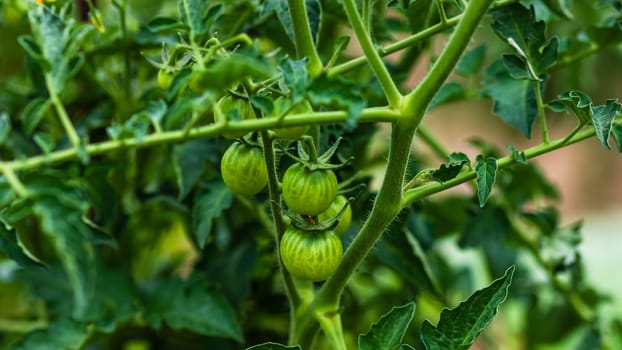 Unripe raw green tomatoes on a branch growing in the garden.