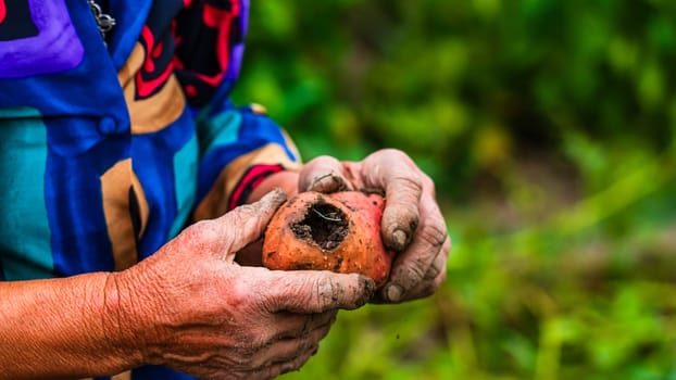 Dirty hard worked and wrinkled hands holding fresh organic potatoes. Old woman holding harvested drought damaged potatoe in hands.