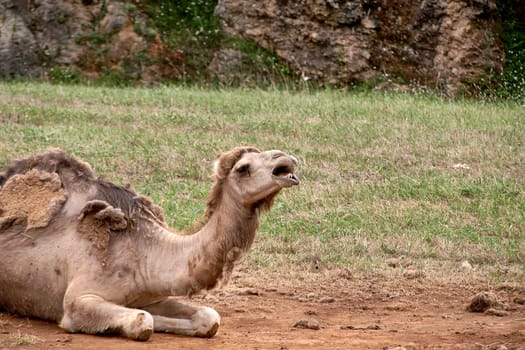 A dromedary lying on the ground and the grass. Solitaire, hair change, rocks, flowers. Mouth open, neck