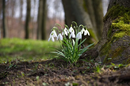 A little group of snowdrops is situated close to the base of a tree trunk covered in moss in a forest. The image's background creates a surreal and hazy impression of the forest