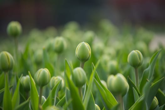 Tulips in the early stages of blooming, hues of green in the tulips are prominent, reflecting a fresh and vibrant scene
