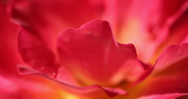 Pink yellow rose flower. Macro flowers background for holiday design. Soft focus