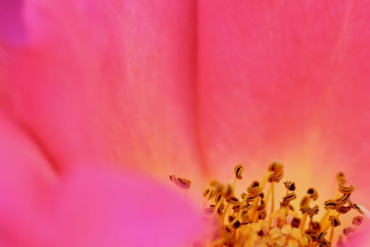 Pink rose petals. Soft focus. Macro flowers background for holiday brand design.