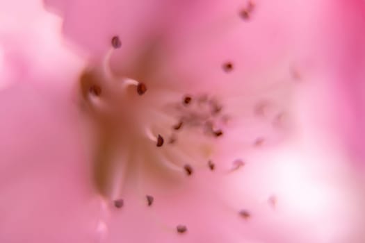 close up pink peach flower with a fuzzy, blurry background. The flower is the main focus of the image, and the background is intentionally blurred to draw attention to the flower