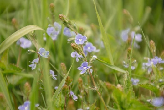 Background of blurry wildflowers buds supposedly mint - image