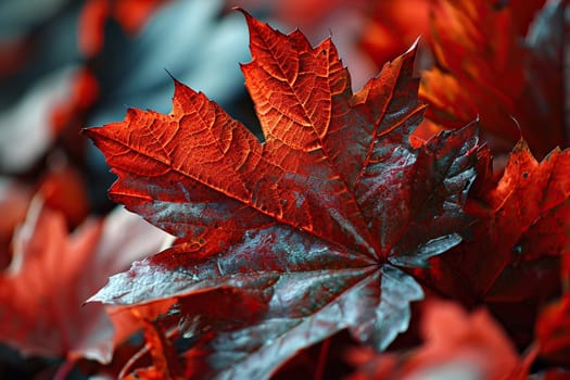 Red maple leaves on a blur background.