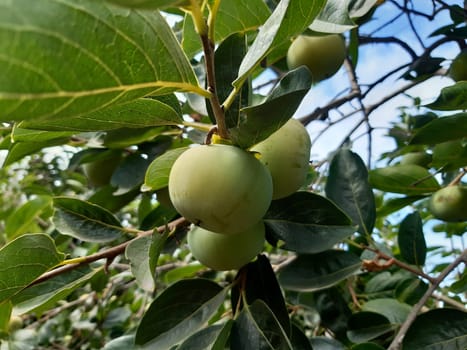 Persimmon fruit growing on a tree.These pilafs ripen before the New Year in January and become bright orange. This tree grows in my yard. the city of Odessa.