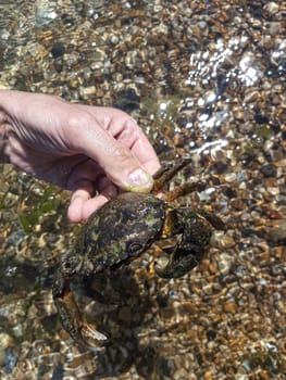 Black sea crab. Inhabitant of the black sea. Latin.family: Eriphiidae