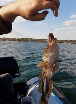 Сatching fish by name "Whip" from a boat.