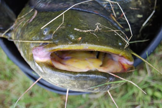 The catfish weighed 5.5 kg and fit into a 12 liter container. Catfish is a river, bottom-dwelling fish. It feeds on frogs, fish and mole crickets. In the old days, this fish reached 300 kg and could eat domestic animals.