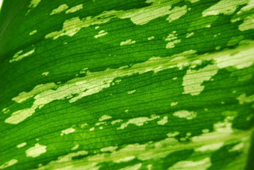 Plant of South and North America.Micro photo of a Dieffenbachia leaf.Grown at home in Europe.