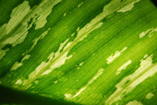 Plant of South and North America.Micro photo of a Dieffenbachia leaf.Grown at home in Europe.