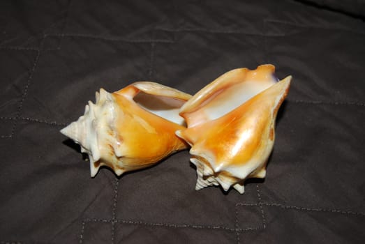 Shell of a sea mollusk.The habitat of the mollusc, the island of Cuba.