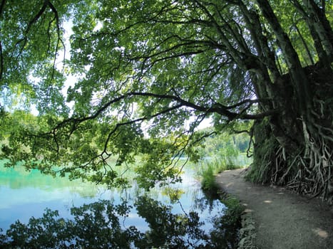 big tree roots and branches on a Summer view of water lakes and beautiful waterfalls in Plitvice Lakes National Park, Croatia