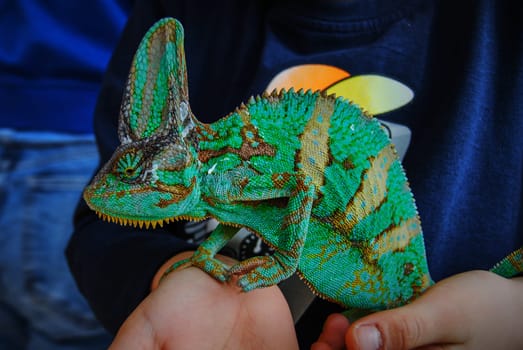 Bright, mature male. Chameleons live approximately 8 years for males and 5 years for females.