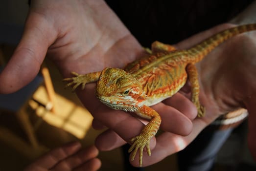 The bearded dragon is a mottled orange color.