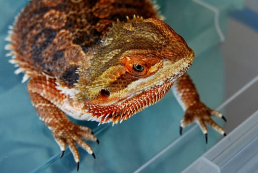 The bearded dragon is a mottled orange color.