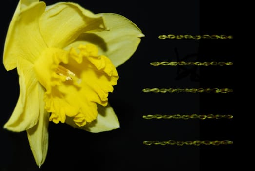 Yellow daffodil, a very fragrant flower.