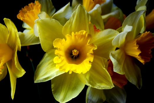 Yellow daffodil, a very fragrant flower.