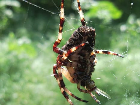 Large spider with striped legs.