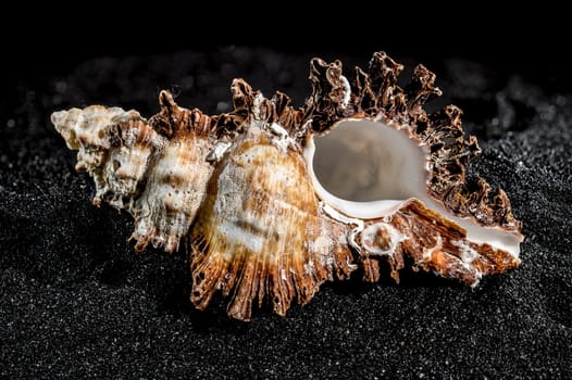 Hexaplex princeps sea snail shell on a black sand background close-up