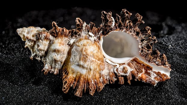 Hexaplex princeps sea snail shell on a black sand background close-up