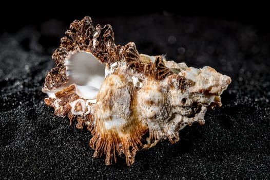 Hexaplex princeps sea snail shell on a black sand background close-up