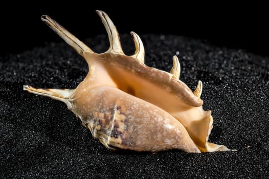 Spider conch seashell, lambis tiger, on a black sand background close-up