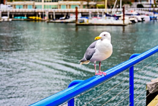 City sigal sitting on a railings in Coal harbor of Vancouver, British Columbia.