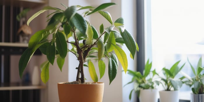 Green Plant In Pot In A Bright Room At Home
