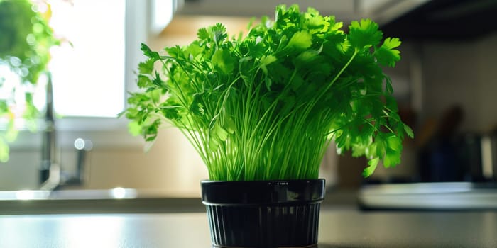 Fresh Green Parsley Growing In A Pot On A Kitchen Table
