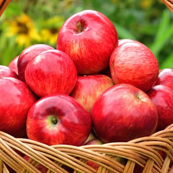 Red ripe apples in a wicker basket on a background of flowers