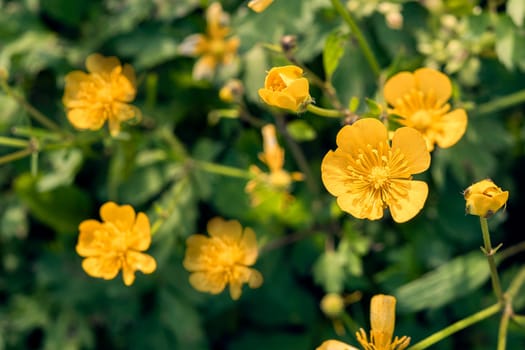 Field of yellow flowers and green grass defocus, in the foreground is a yellow flower. Spring summer background, sunny, green bright, soft background, texture.