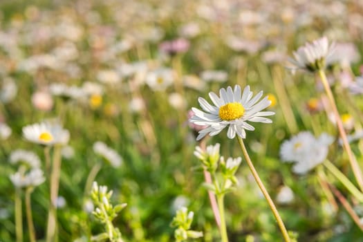 Chamomile flower among green grass on a sunny summer day. Close-up