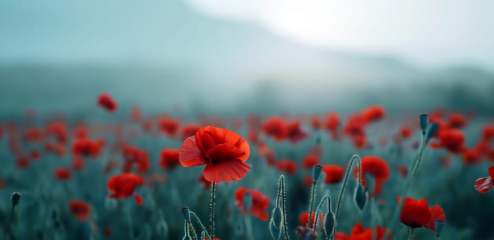 A field filled with vibrant red poppies on a foggy day. Can be used as a card for Remembrance Day. Copy space for text