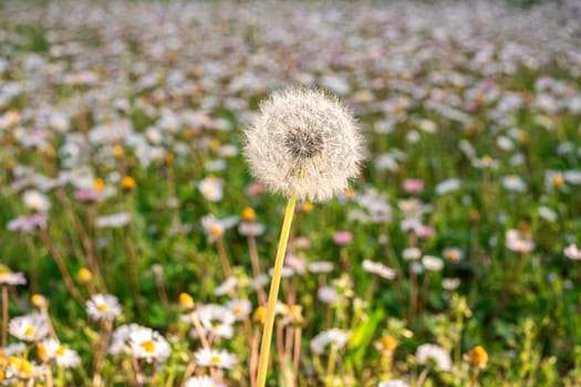 Fluffy dandelions in field. Plant in spring. Details of summer nature.