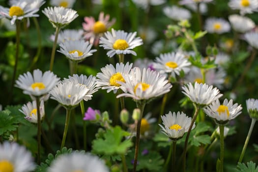 Chamomile flower among green grass on a sunny summer day. Close-up