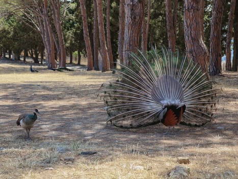 One peacock with an open beautiful colorful tail stands from the back on the lawn in a public and historical park in Greece on Mount Filerimos on a sunny summer day, side view close-up.
