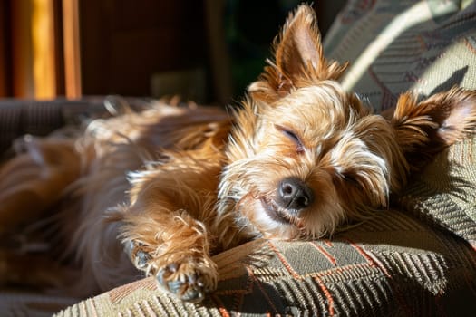 Close-up of Yorkshire terrier asleep chair, bathed golden sunlight. Image depicts peacefulness of small dog enjoying restful moment. Warmth cozy nap captured perfectly.
