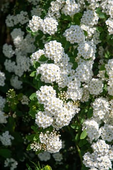 Blooming spirea bush, small white flowers in round inflorescences, Branches of a bush in white bloom, natural floral background, High quality photo